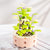 Succulent Blocks Assembled Plants Simulation Bouquet Potted Children's Toys Creative Ornaments Model